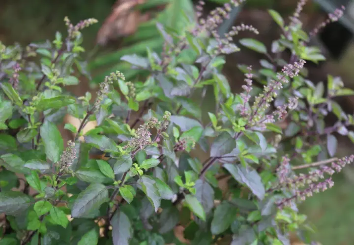Un primo piano di una rigogliosa tulsi pianta con foglie verdi e viola e piccoli fiori viola.