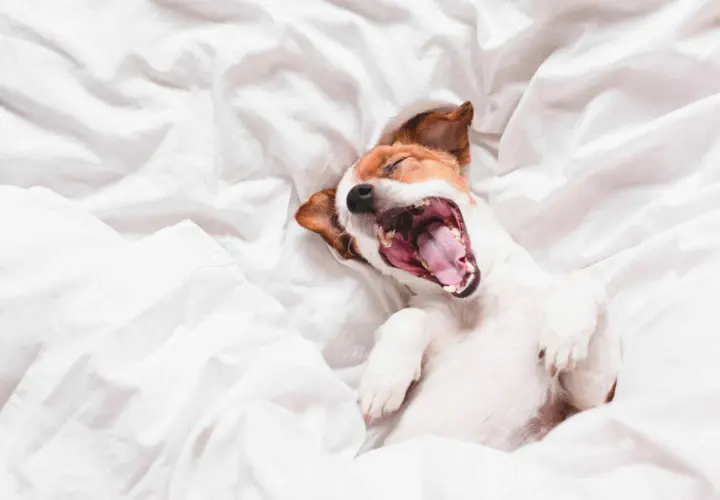 A Jack Russell terrier yawns widely on a white duvet. Why do dogs yawn? It's not just tiredness; it can signal stress or a need for calm.
