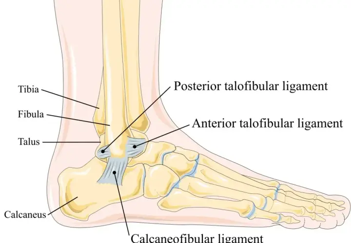Anatomia stawu skokowego: tibia, fibula, talus, calcaneus i więzadła: anterior talofibular, posterior talofibular, calcaneofibular poniżej stawu skokowego.
