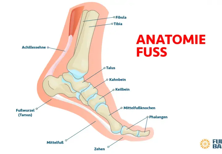 Anatomie des Fußes: Darstellung der Knochen des Tarsus, Mittelfußes und der Zehen, inklusive Tibia, Fibula und Achillessehne.