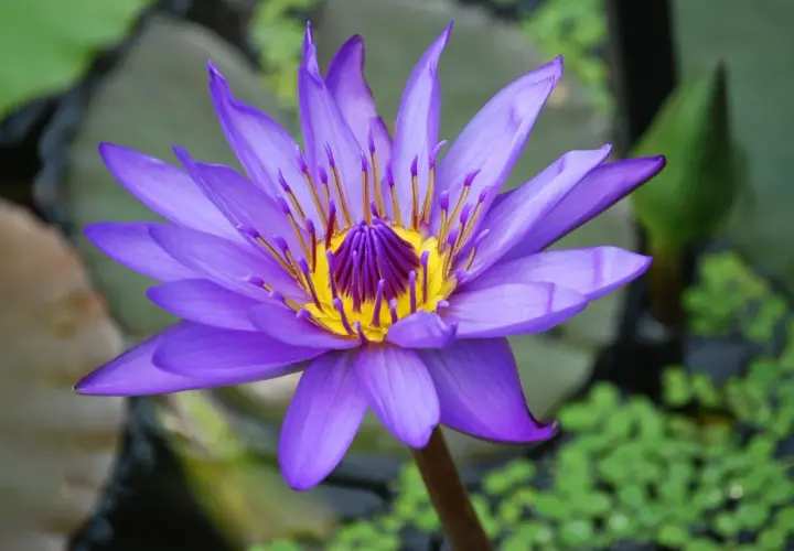 Eine violette Seerose blüht im Teich. Sie ist eine von vielen winterharten Teichpflanzen, die auch im Herbst noch Farbe in den Garten bringen.