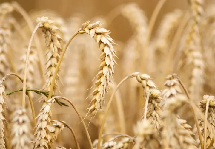Épis de blé dorés, certains courbés, prêts pour la récolte. L'ergot du blé, une menace pour les moissons, est absent de ce champ sain.