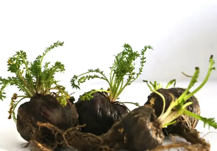 Tre radici di maca nera con germogli verdi. Informati sulle maca nera controindicazioni prima dell'uso.