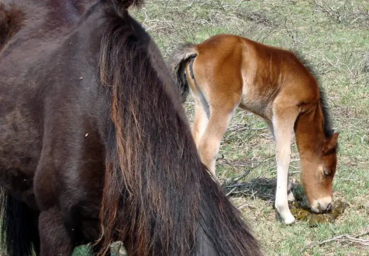 Un poulain brun, un cheval qui tousse en mangeant, se penche sur de l'herbe verte. Une jument noire est à gauche.