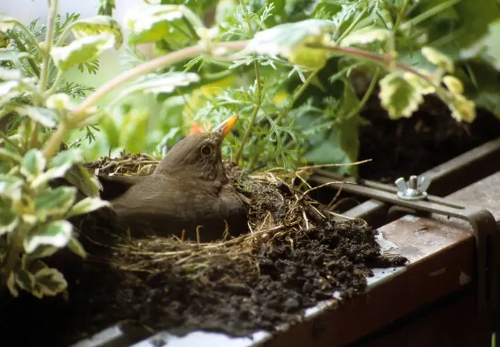 Ein Amsel-Männchen bewacht sein fitis nest, versteckt zwischen grünen Pflanzen.