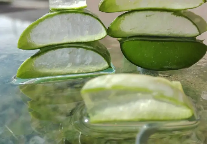 Plasterki aloesu, symbol naturalnej biostyminy, odbijają się w wodzie. Ich soczysta zieleń i biały miąższ zapowiadają odżywczą moc.