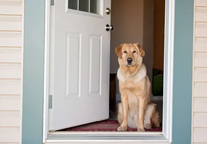 Ein goldener Retriever sitzt im Türrahmen und bellt den Besuch an.