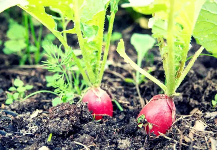 Ravanelli ortaggi rossi e tondi spuntano dalla terra fertile, pronti per essere raccolti.