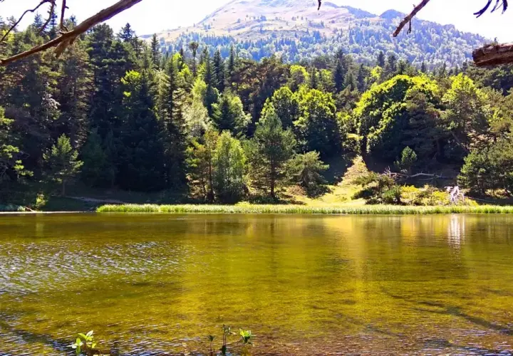 Tranquila bassa d'Oles rodeada de pinos y montañas. El agua refleja el verde intenso del bosque y el cielo azul.