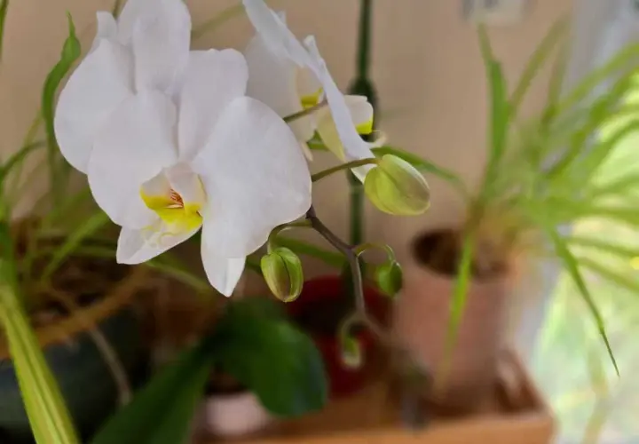 Une orchidée blanche aux pétales délicats, avec des boutons prometteurs, témoigne de la patience nécessaire pour faire refleurir une orchidée.
