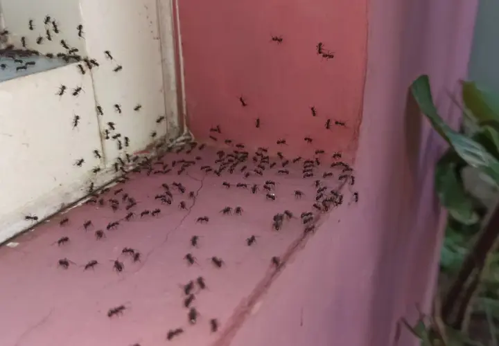 Chmara mrówek na parapecie i ścianie. Szukamy domowy sposób na mrówki, by pozbyć się intruzów.