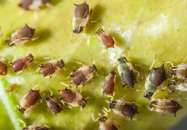 Kolonia mszyc, przypominających maleńkie, brązowe i zielone stworzonka, żeruje na zielonym liściu. To naturalny wróg roślin, ale też pożywienie dla biedronek i innych pożytecznych owadów, które mogą pomóc w walce z nimi, podobnie jak bioczos.