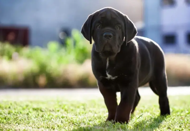 Ile powinien jeść szczeniak Cane Corso, aby uniknąć problemów zdrowotnych?