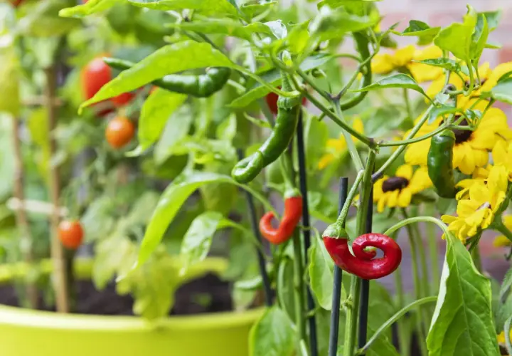 Rote und grüne Chilis reifen neben gelben Blumen. Sie sind gute Nachbarn im Kräutertopf.