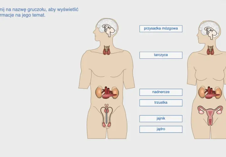 Schemat przedstawia ludzki układ hormonalny z zaznaczonymi gruczołami: przysadką mózgową, tarczycą, nadnerczami, trzustką, jajnikami i jądrami.