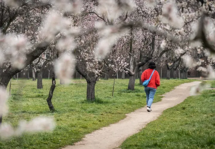 Persona camina por un sendero entre almendros en flor, disfrutando del polen en España.
