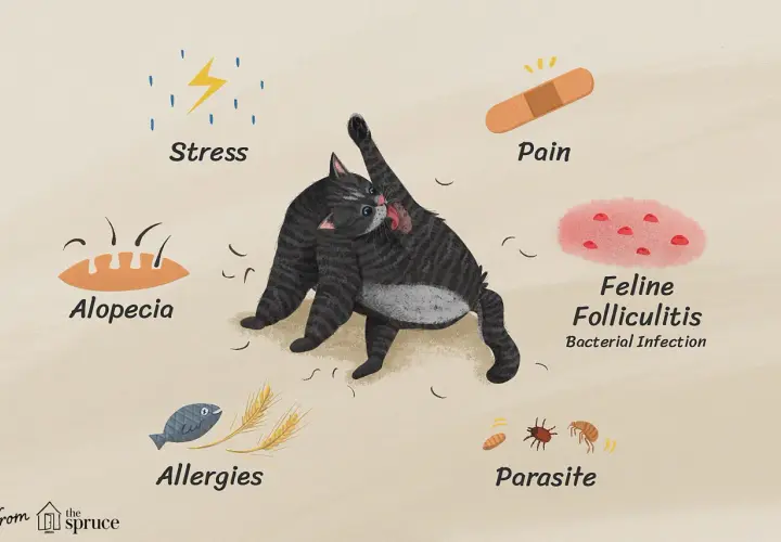 Illustration showing a cat grooming itself, surrounded by icons representing stress, pain, alopecia, allergies, feline folliculitis, and parasites, all potential reasons why is my cat losing hair.