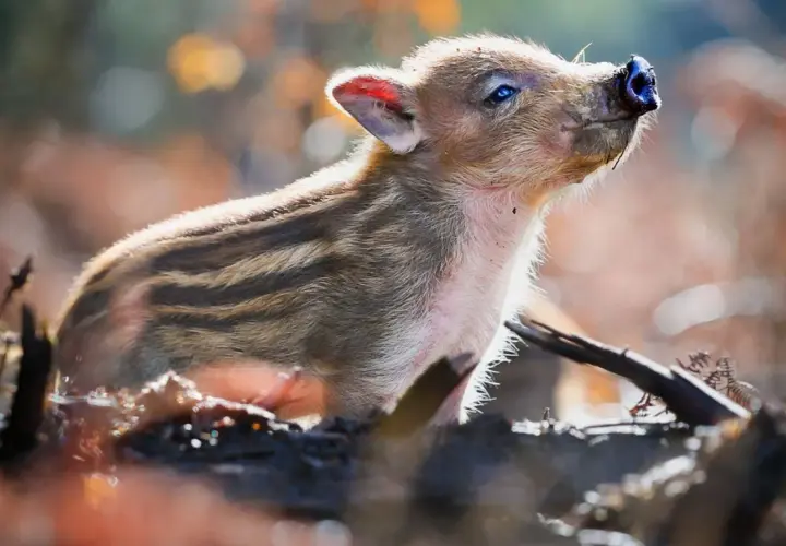 Un adorable marcassin rayé, prêt à adopter, lève son museau vers le ciel.