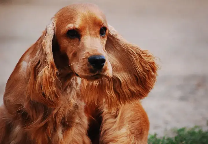 Uroczy cocker spaniel o rudym futrze, z długimi, falującymi uszami, patrzy z zaciekawieniem.