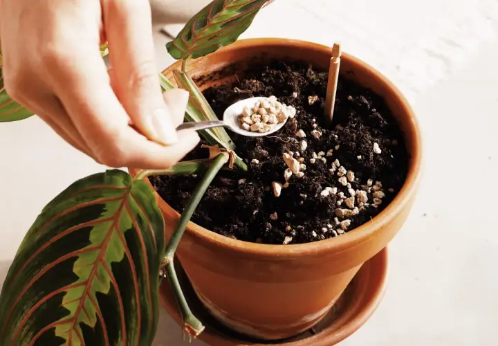 Mano aggiunge perlite al terriccio di una pianta, sperando di scoraggiare le larve dei moscerini.