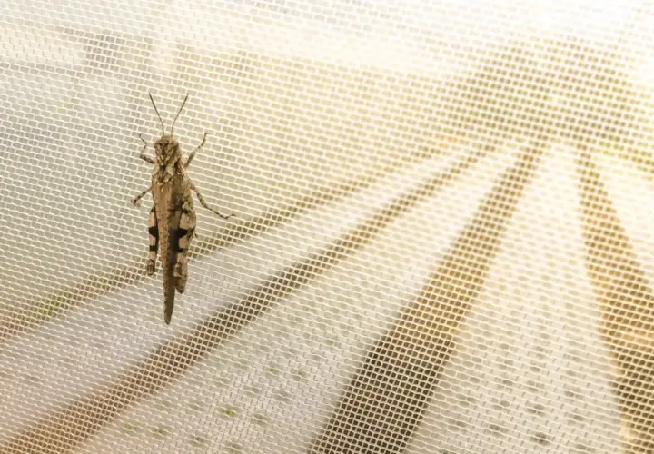 Locusta mimetica su zanzariera, un esempio di nuovi insetti arrivati in Italia.