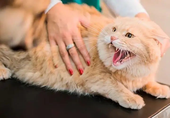 Gato naranja con la boca abierta y dientes afilados, mostrando signos de rabia en gatos. Una mano acaricia su lomo.