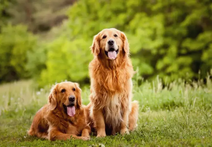 Golden Retriever: Koszt zakupu i utrzymania. Ile naprawdę kosztuje pies?