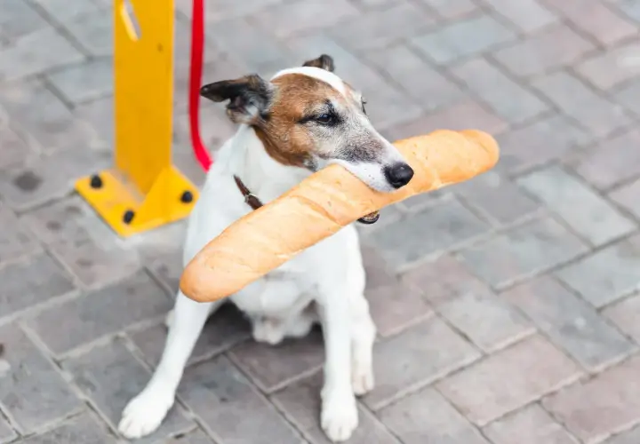 Piesek z bagietką w pysku. Czy pies może jeść chleb? Ten psiak chyba bardzo chce się przekonać!