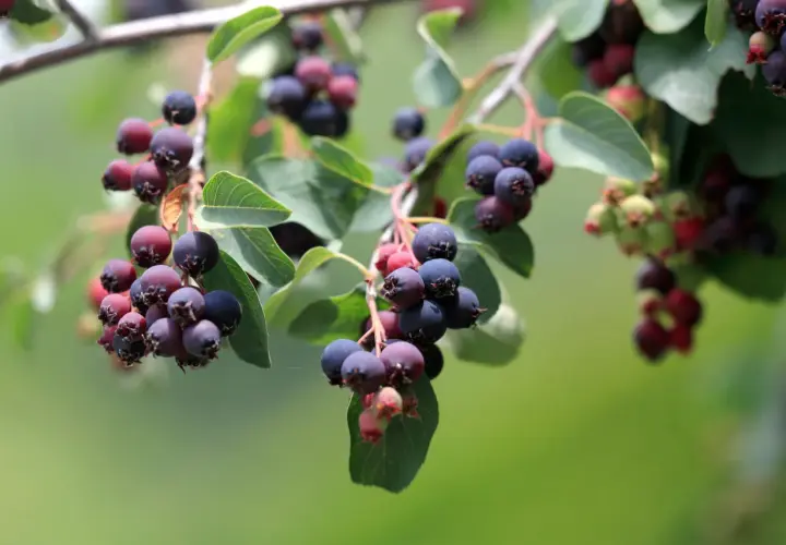 Reife Felsenbirnen hängen an Zweigen. Die Beeren sind dunkelblau bis violett und bereit zur Ernte, was eine gute Grundlage für die Felsenbirne vermehren bietet.