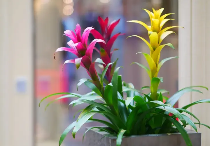 Guzmania in vaso con fiori rosa, rossi e gialli. La cura di queste piante è semplice, amano luce indiretta e annaffiature moderate.