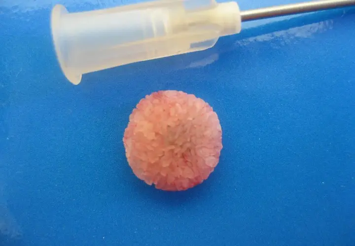 Kamienie w pęcherzu moczowym u psa: objawy, diagnostyka i terapia