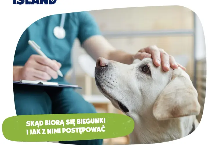 Pies ma biegunkę? Sprawdź, jak pomóc i kiedy iść do weterynarza