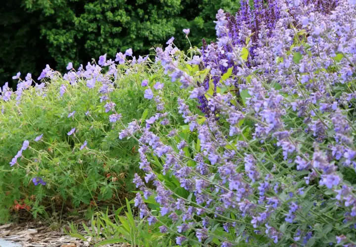 Un parterre de fleurs bleues et violettes, avec un magnifique **géranium vivace** au premier plan, sous un feuillage vert dense.