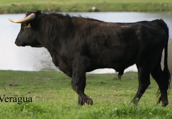 Toro negro de lidia, raza Veragua, con cuernos dorados y etiqueta en la oreja, pastando cerca de un lago. Atanasio Fernández, un nombre que evoca fuerza.