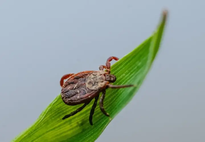 Kleszcz na zielonym źdźble trawy. Czy wysoka temperatura zabija kleszcze? Sprawdź, jaka temperatura jest dla nich śmiertelna.