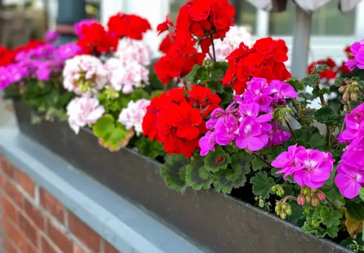 Kwiaty w skrzynce: czerwone, różowe i fioletowe pelargonie. Czy pelargonie można podlewać drożdżami?