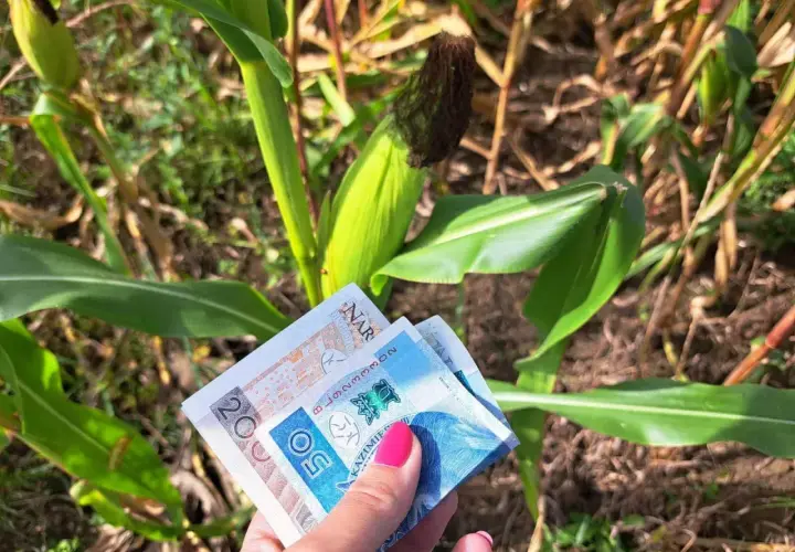 Ręka trzyma banknoty 20 i 50 zł na tle łanu kukurydzy. Czy staż jest płatny? Tak, jeśli jest w polu kukurydzy!