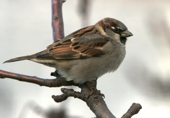 Ein Spatz sitzt auf einem Ast. Wie lange lebt ein Spatz? Diese Frage beschäftigt viele Naturfreunde.