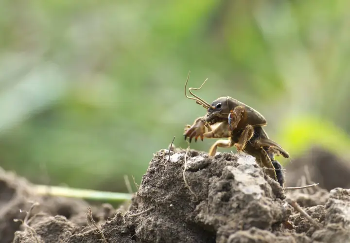 Un insetto con zampe anteriori simili a pale, forse una larva di grillotalpa, emerge dal terreno.