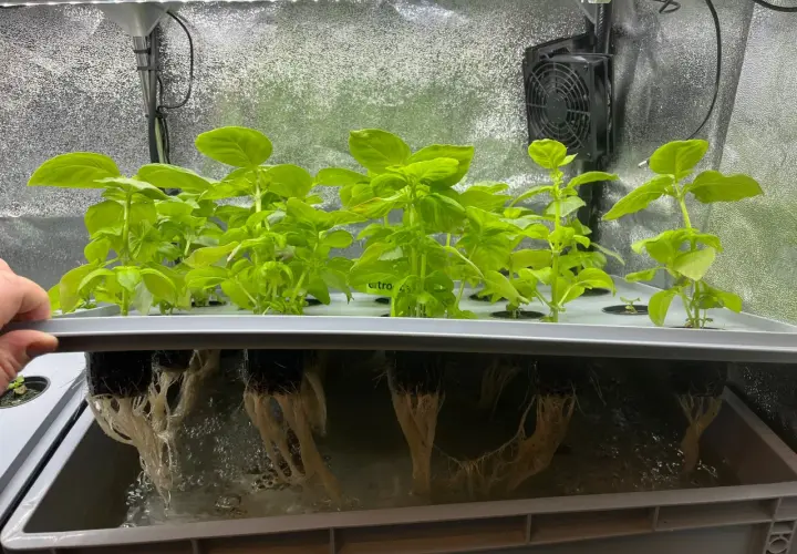 Gröna basilika plantor växer i ett hydroponiskt system. Rötterna hänger ner i näringslösningen under en ljusramp.