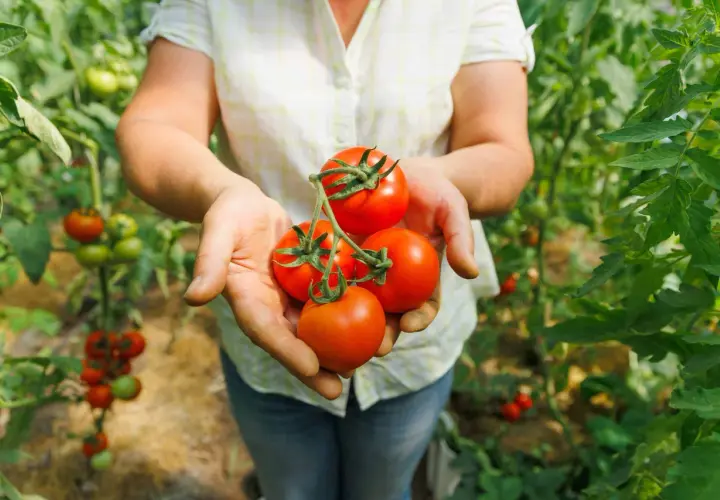 Mains tenant des tomates rouges mûres, avec des plants de tomates et un paillage visible en arrière-plan.