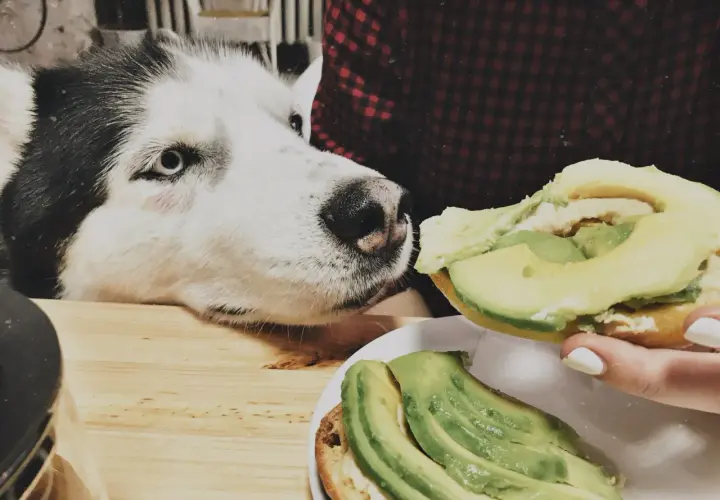 Siberian Husky z zaciekawieniem patrzy na kanapkę z awokado. Czy pies może awokado? To pytanie nurtuje wielu właścicieli czworonogów.