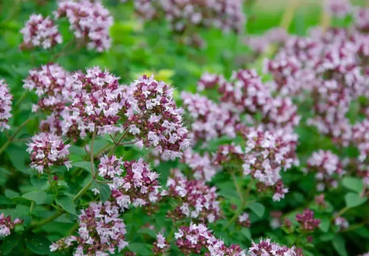 Kwitnące oregano, z drobnymi, różowo-fioletowymi kwiatami zebranymi w gęste baldachy, na tle zielonych liści. Tak wygląda oregano w pełni lata.