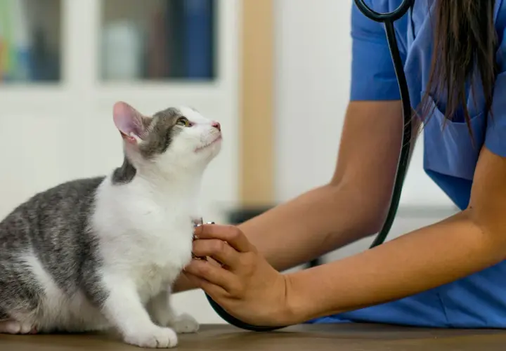 A vet checks a cat's heart, observing its calm male cat behavior after neutering.