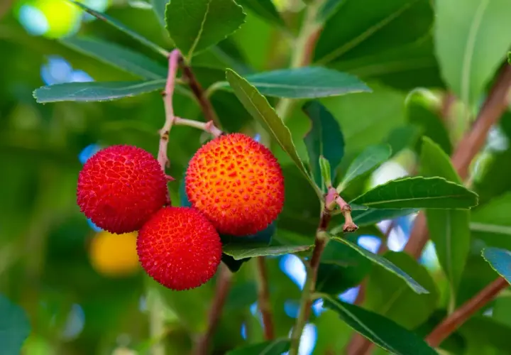 Trois fruits rouges et texturés d'arbousier, un arbousier fruit comestible, pendent sur une branche feuillue.