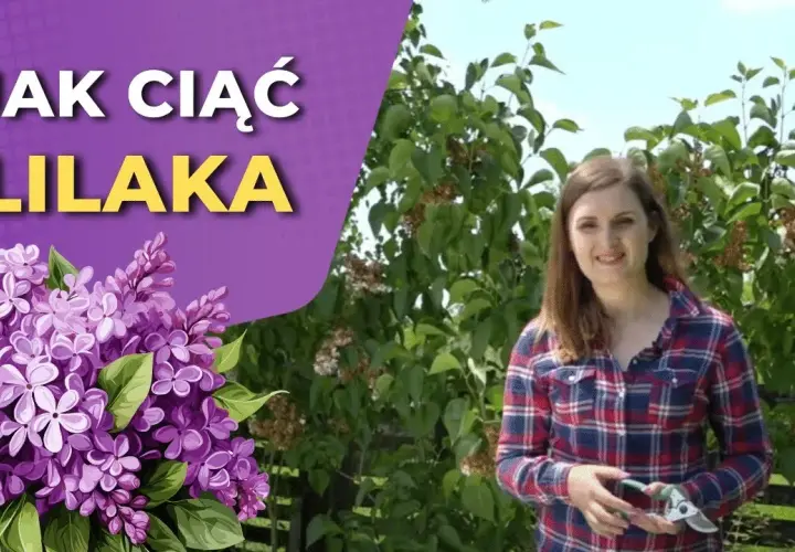 Jak przycinać bez, aby cieszyć się pięknym kwitnieniem i zdrowiem roślin