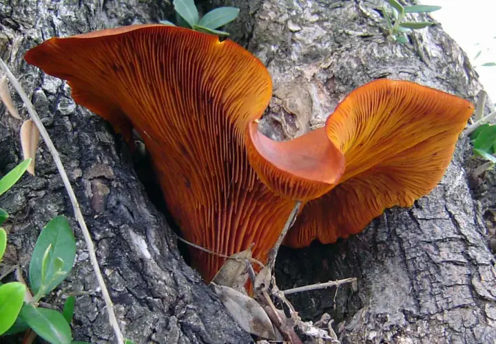 Funghi arancioni spuntano dal tronco di un ulivo, mostrando le loro lamelle vibranti.