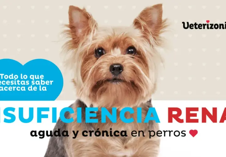 Un Yorkshire Terrier mira preocupado. El texto indica "Insuficiencia Renal aguda y crónica en perros". Si tu perro tiene insuficiencia renal y no quiere comer, busca ayuda.