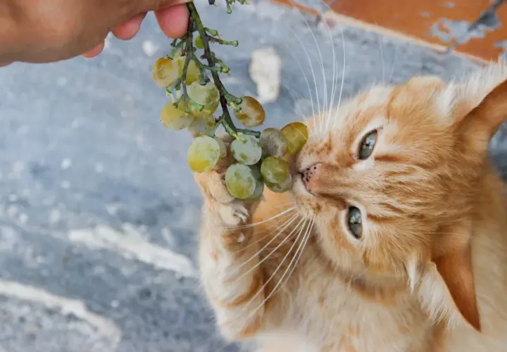 An orange cat curiously nibbles on a bunch of green grapes held by a hand. This image raises the question: can cats eat grapes?