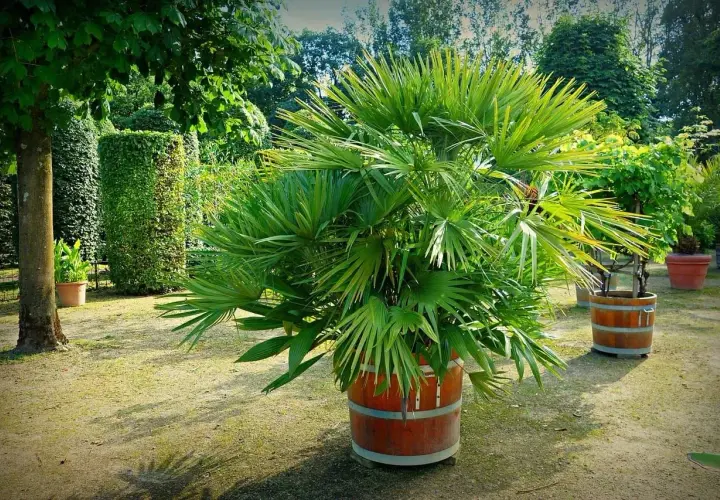 Palmera frondosa en maceta de barril, un ejemplo de tipos de palmeras de exterior que embellecen jardines con su exuberante verdor.